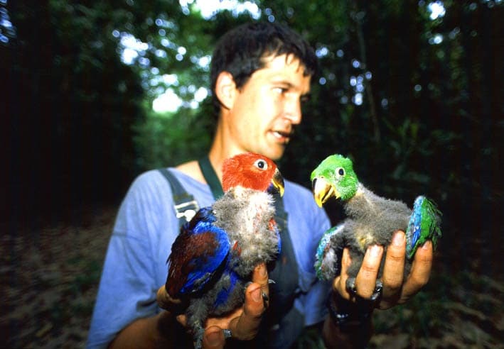 Профессор Роберт Гейнзон с двумя птенцами попугая в руках