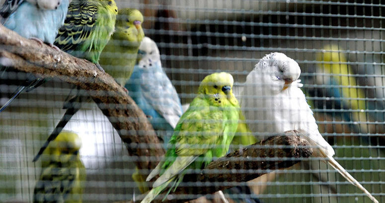 Волнистые попугайчики сидят в клетке