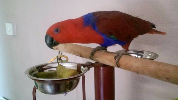 Самка благородного красно-зеленого попугая по прозвищу Лекси у себя дома