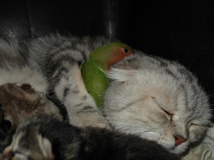 Кошка и попугай мирно спят
