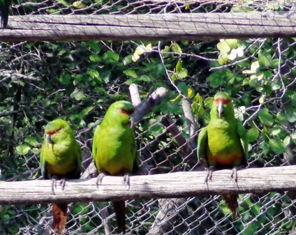 Три длинноклювых изумрудных попугая сидят на жерди в питомнике
