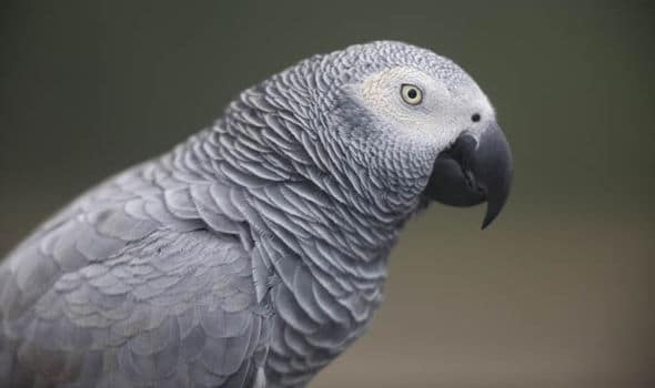 Серый попугай жако - фото в профиль