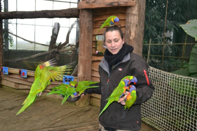 Радужные лорикеты сидят на руках сотрудницы зоопарка Cerza