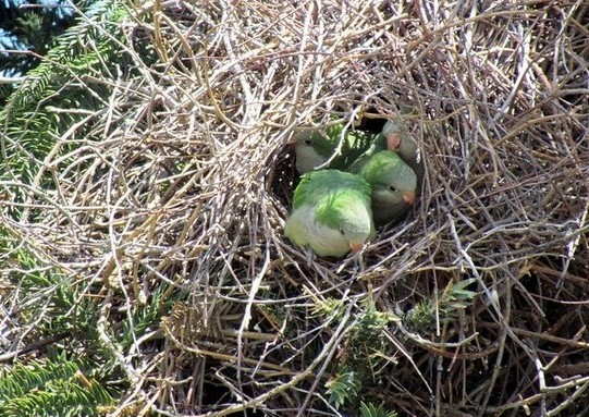 Гнездо с попугаями-монахами