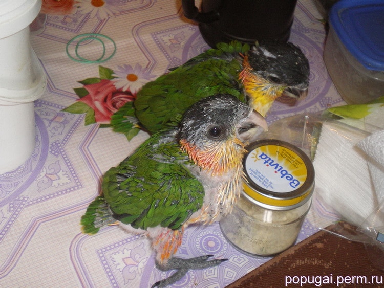 попугаи изучают мир