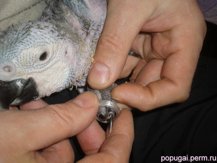 на попугая одевают кольцо