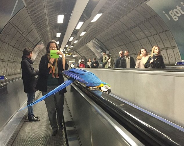 Сине-желтый ара в метрополитене Лондона