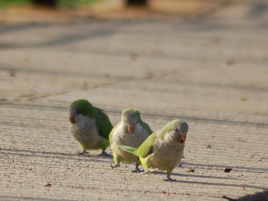 Троица попугаев квакеров гуляет по тротуару