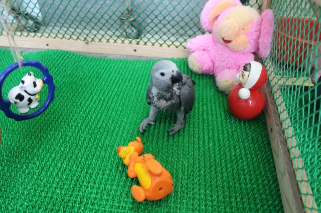 Птенец серого попугая в специальном манеже с игрушками