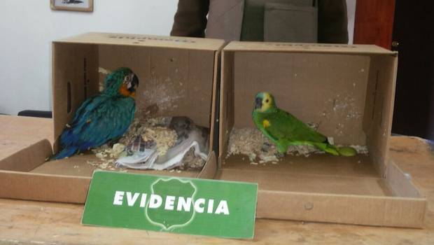 Изъятые у контрабандиста попугаи в коробках