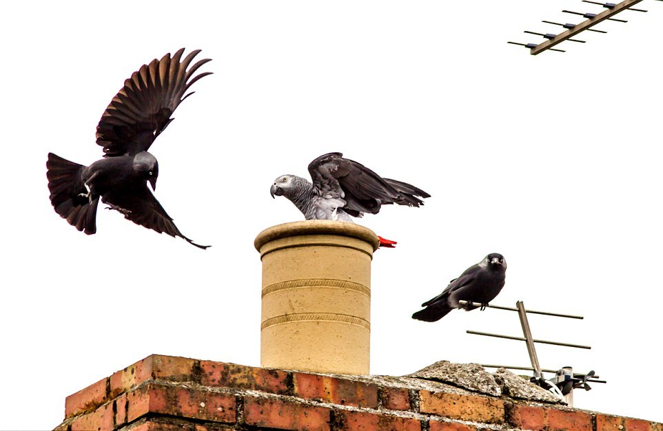 Борьба в воздухе между жако и воронами