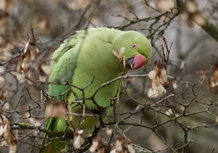 Индийский кольчатый попугай в вильнюсском парке на дереве
