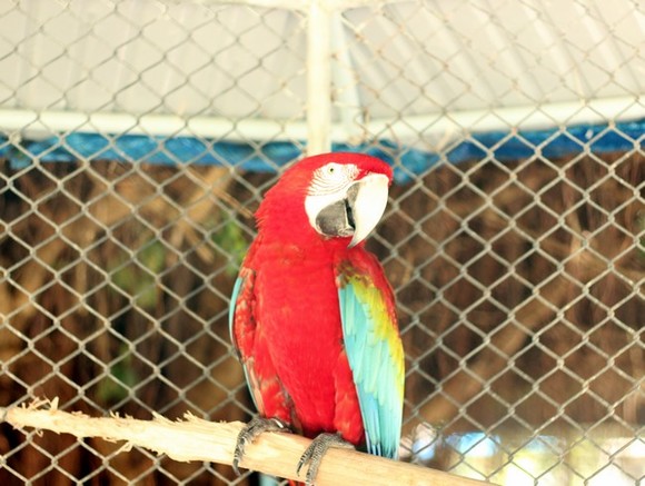 Попугай Дуглас поселился в зоопарке Карлсруэ