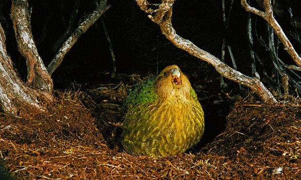 Самка попугая какапо возле своего гнезда