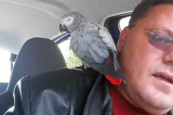 Серый попугай Эви сидит на плече таксиста Пита