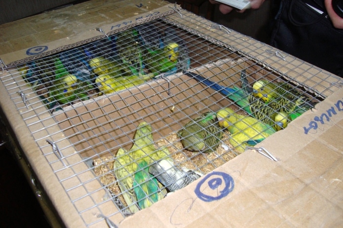 Контрабандные попугаи в клетках