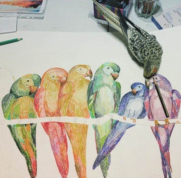 попугайчик Гамма сидит на рисунке