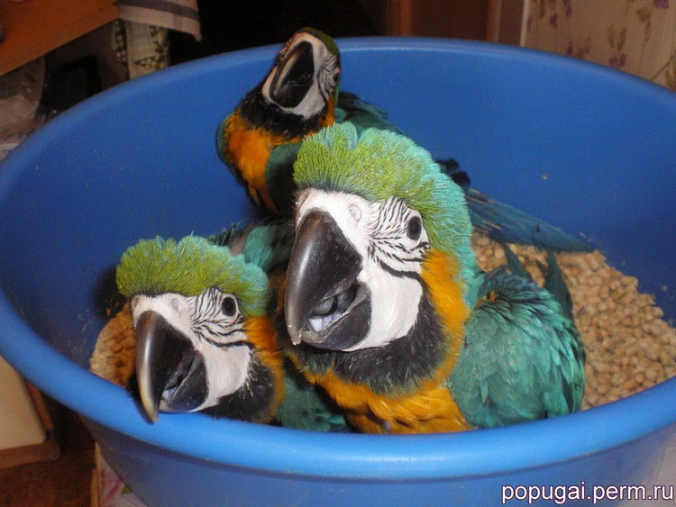 сине-желтые ара в тазе