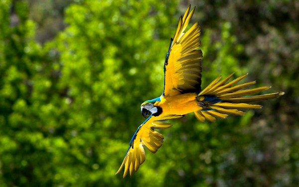 Сине-желтый ара летит