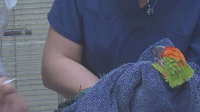 Спасенный попугай в приюте общества защиты животных