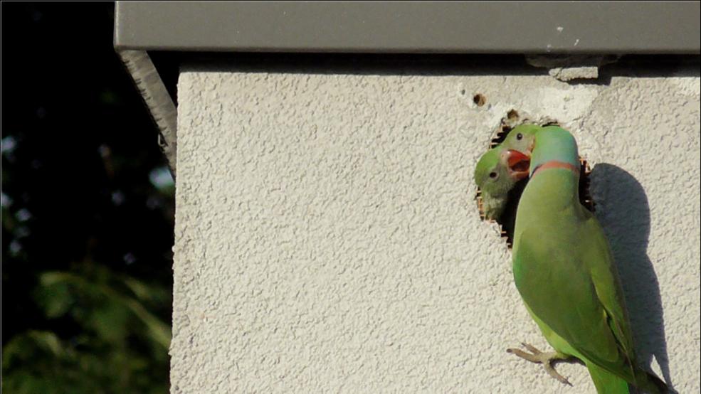 Самка ожерелового попугая со своими птенцами в гнезде стены гаража