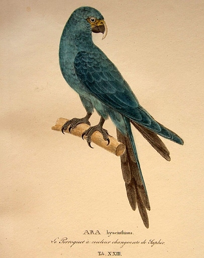 Портрет уникального голубого ары
