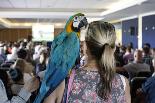 Сине-желтый ара сидит на плече у женщины во время лекции на выставку