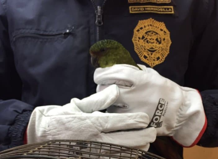 Спасенный изумрудный попугай в руках полицейского