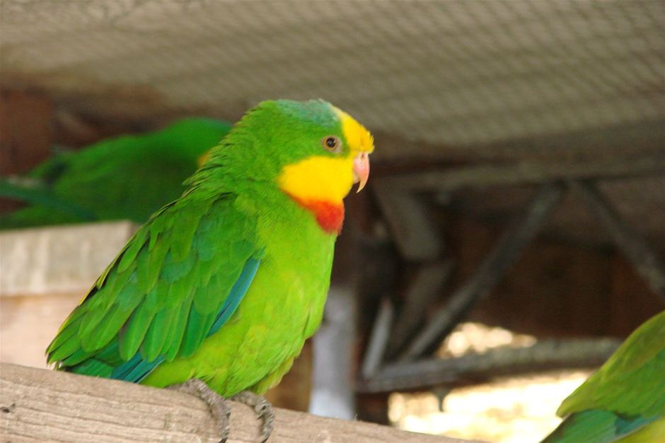 Портрет роскошного баррабандова попугая