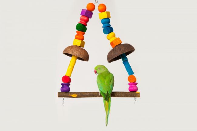 Фотосессия индийского кольчатого попугая Сэмми для Amazon