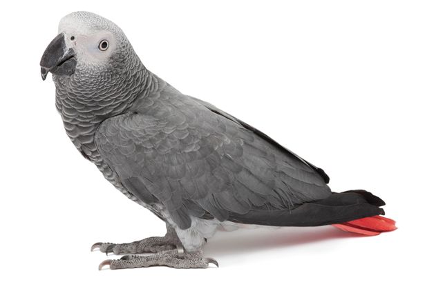 Серый попугай жако - самый дорогой попугай Великобритании