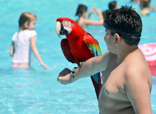 Мальчик в аквапарке с красным арой Алексом на руке