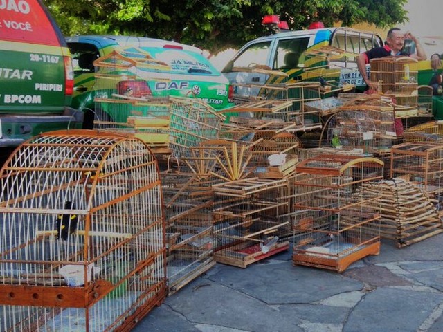 Изъятые полицией штата Пиауи клетки с попугаями