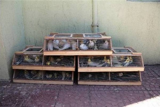 Конфискованные попугаи из Ирана в клетках