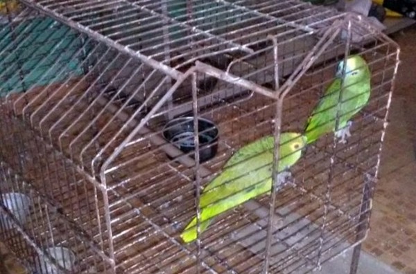 Освобожденные два птенца амазона перед отправкой в IBAMA