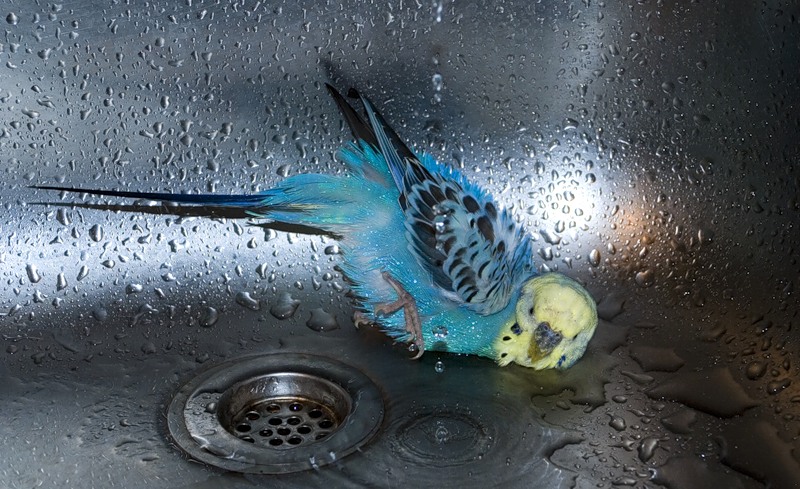 Волнистый попугайчик прячется от жары в мойке