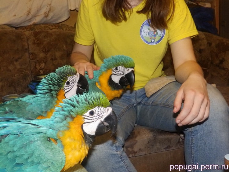 трое попугаев ара
