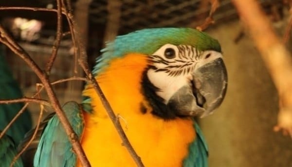 Фотография сбежавшего из Калининградского зоопарка сине-желтого ары по имени Арбуз