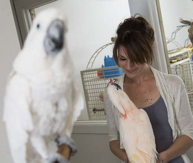 Гальена Цимперман позирует с какаду в приюте для попугаев