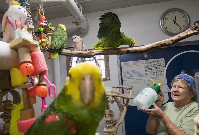 Внутри приюта для попугаев MAARS