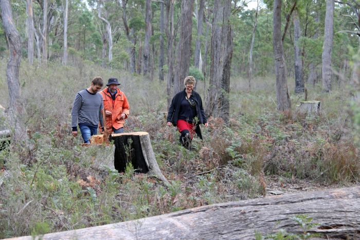 Инспекция леса в Бакленде на предмет гнезд ласточкового попугая и вырубки деревьев
