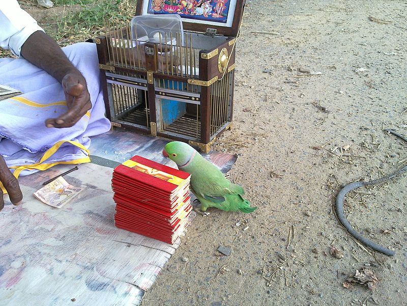 Астролог-предсказатель с попугаем возле колоды карт