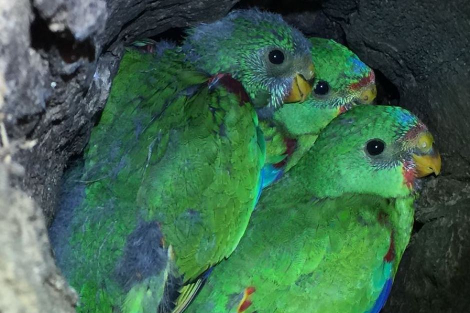 Молодые ласточковые попугаи в дупле дерева