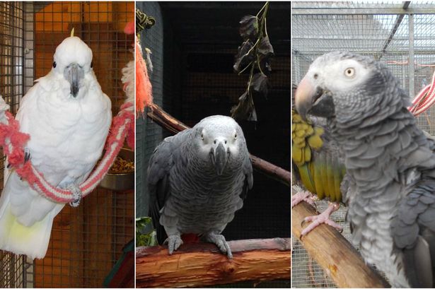 Фотоколлаж трех попугаев, украденных из колледжа в Великобритании