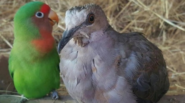 Два друга - попугай и голубь