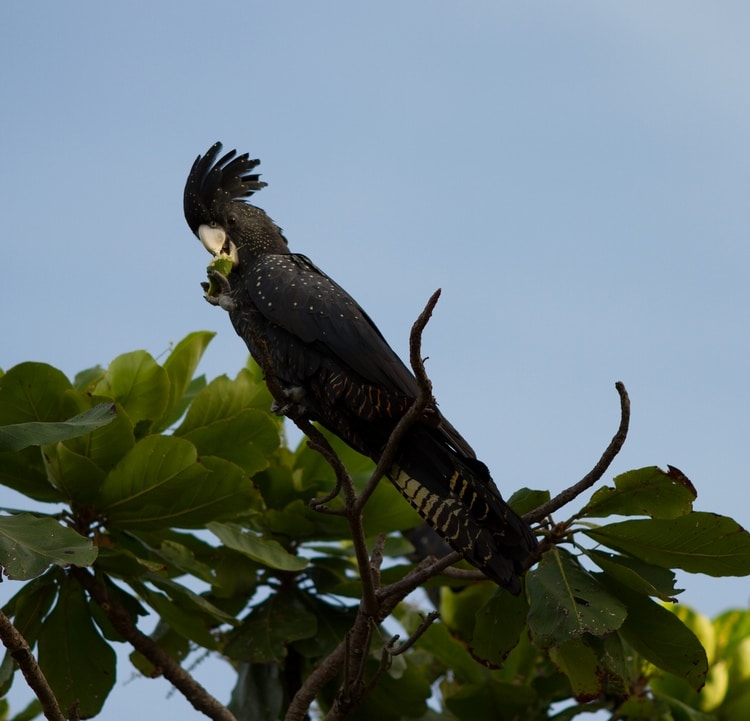 Траурный какаду Бэнкса сидит на верхушке тропического дерева