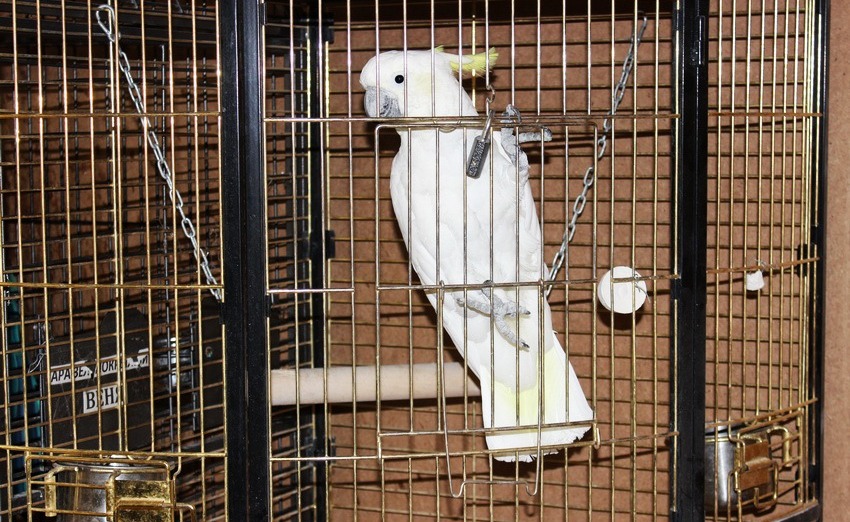 Желтохохлый какаду в клетке на выставке попугаев