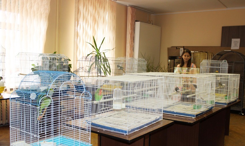 Общий план выставки попугаев в Дзержинске