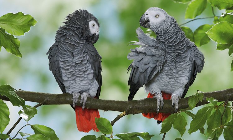 Два попугая жако сидят на ветке дерева