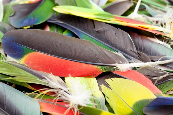 Фотография с несколькими образцами перьев попугаев